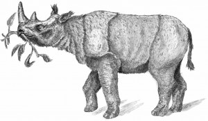 NAT-51015-534